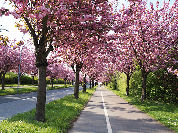 道路行道树—樱花